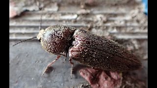 Click Beetle CucubanoCocuyo Clic [upl. by Siva]