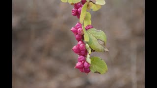 Coralberry Symphoricarpos orbiculatus [upl. by Ahsemot837]