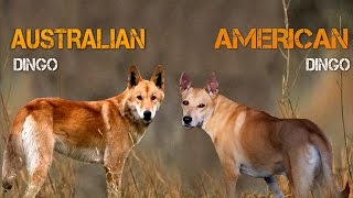 Australian Dingo Vs American Dingo [upl. by Melinde37]