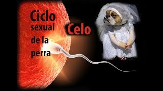 Сelo Ciclo sexual de la perra [upl. by Pepe568]