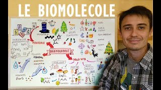 Le biomolecole in modo semplice  biochimica a disegni [upl. by Annasiul50]