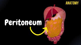 Peritoneum Parts Lesser amp Greater Omentum Mesentery Peritoneal Cavity [upl. by Retniw587]