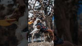 Amazing Border Collie Catching Skills Training bordercollie dogs dogs dogshorts [upl. by Renaxela]