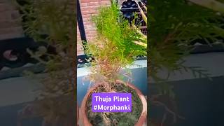 Thuja plant morphankimedicinalplants homegardening shortsvideo youtubeshorts [upl. by Wettam286]