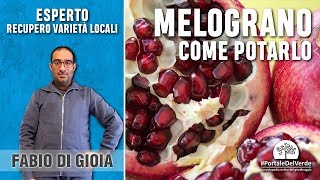 Come potare il melograno [upl. by Sophi]