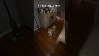 My Dog Sees A Ghost [upl. by Dloraj]