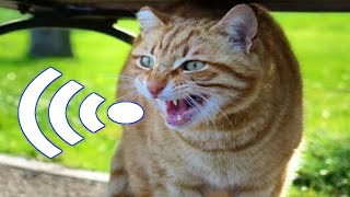 Cat Sound  Cat Voice  Mom Cat Calling Her Kittens  Cat sounds to attract cats  Cats Meowing [upl. by Reniar608]