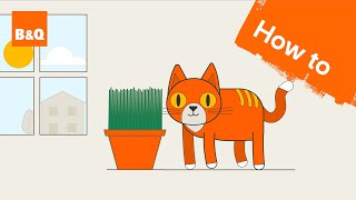 How to grow cat grass [upl. by Eniamrehs541]