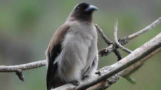 Grey Treepie And Its Call birdcalls [upl. by Furnary620]