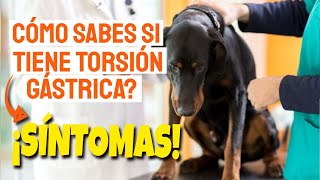 🐶¿CUÁLES son los SÍNTOMAS de la TORSIÓN GÁSTRICA en PERROS❓ [upl. by Laehpar]