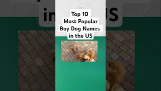 Most Popular Male Dog Names in the United States [upl. by Speroni]