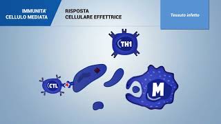 IMMUNITA CELLULO MEDIATA [upl. by Lefton]