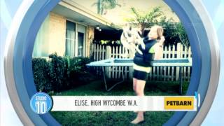 Australias Smartest Dog Gymnastics Dog [upl. by Wakerly]