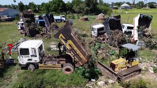 Incredible Bulldozer EXPERT Recovers Stuck Dump Trucks in Mud While Uploading Soil and Trees [upl. by Esinrahc239]