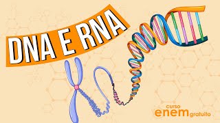 DNA E RNA o que são funções e diferenças  RESUMO DE BIOLOGIA ENEM [upl. by Assirual]