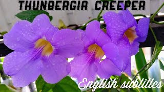 Thunbergia Grandiflora  Bengal Clock vine  బెంగాల్ క్లాక్ వైన్ propagation amp care  Premas Garden [upl. by Rudiger]