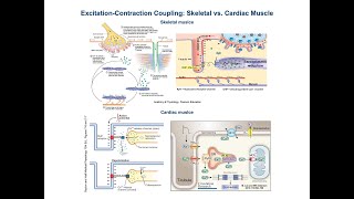 Excitation Contraction Coupling in Cardiac vs Skeletal Muscle [upl. by Elinor]