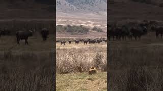 Ngorongoro Crater Tanzania animals wildlife lion [upl. by Alakam]