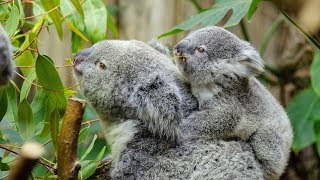 Coala Koala e a familia desajeitada HD [upl. by Cedell802]