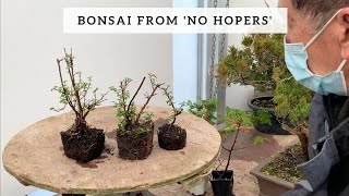 Bonsai from No Hopers [upl. by Rodmann]