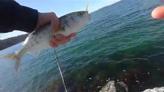 Tasmanian School Holidays Fishing Highlights Bream Salmom Couta and Mackerel [upl. by Benil631]