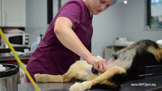 SpayNeuter Patient Care Patient Prep  Canine [upl. by Keldah]