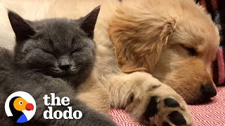 Cat And Dog Have Been Inseparable Since Day One  The Dodo [upl. by Mike]