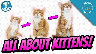 All About Kittens Kitten Growth Stages amp Milestones [upl. by Seiter]