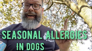 Causes of Seasonal Allergies in Dogs and How To Treat Them [upl. by Anaiviv159]