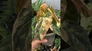 Philodendron Melanochrysum Variegated philodendron [upl. by Benedicto]