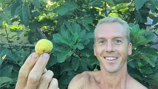 Growing a Fig Tree Forest in an Arizona Garden  My Gardening Secrets  LIVE VIDEO [upl. by Newton]