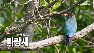 파랑새 Dollarbird soundvideo [upl. by Aerdnahs621]