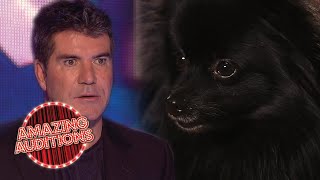 Ant And Dec Get HYPNOTISED By A Dog On Britains Got Talent  Amazing Auditions [upl. by Erialb629]