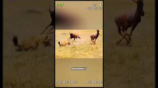 The hyena is gifted wheelchair by the antelope wildanimal animal youtubeshorts foryou [upl. by Bayless563]