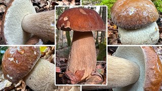 SteinpilzRekorde  Sommersteinpilze sammeln  Frühester amp zweitspätester Sommersteinpilz  Boletus [upl. by Jelle]