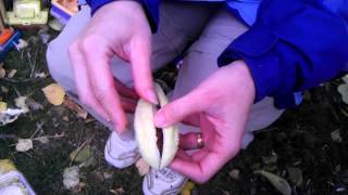 Removing floss from milkweed seed [upl. by Pike311]