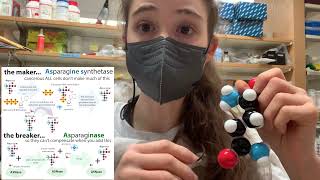 Asparagine biochemistry asparagine synthetase and asparaginase treatment for ALL [upl. by Aharon]