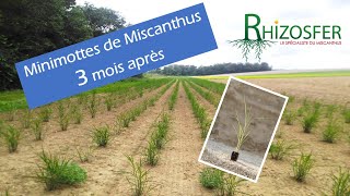 Plantation de Miscanthus en Mottes à 3 mois [upl. by Aser]