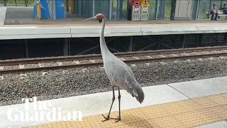 How Bruce the brolga won over a Queensland community [upl. by Ahsert]