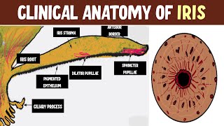 Mastering Iris Anatomy Uncover Topography Layers and Clinical Nuggets [upl. by Llednahs630]