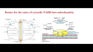 MalateAspartate Shuttle and Glycerol 3 Phosphate Shuttle [upl. by Littman]