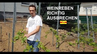 Arbeiten an der Weinrebe 03  Ausbrechen [upl. by Buzz830]