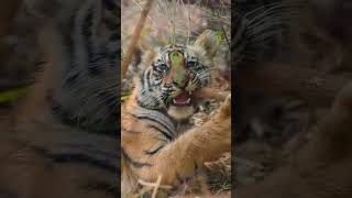 Tiger Cubs tiger cubs wildlife cat wildliferescue [upl. by Claretta]