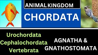 CHORDATA AGNATHAGNATHOSTOMATAUROCHORDATACEPHALOCHORDATA VERTEBRATATGT SCIENCELTRNCERT [upl. by Wadell]