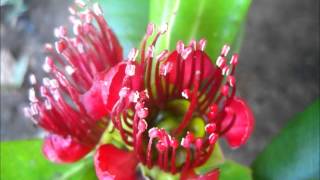 Palawan Endemic Flora Xanthostemon speciosus showing species variation [upl. by Ecienal]