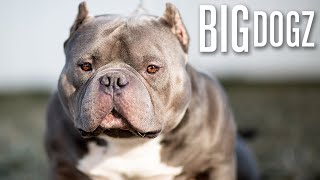 Meet China Boy  The 1 Million Bully  BIG DOGZ [upl. by Remington263]