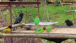 Feeding station in the African Aviary at Bioparc de DouélaFontaine [upl. by Russ]