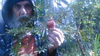 Growing Pomegranates in the UK [upl. by Tenay]