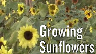 Sunflowers Facts [upl. by Lay]