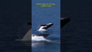 What is the Biggest Animal on Earth Blue Whales Revealed [upl. by Amikahs]